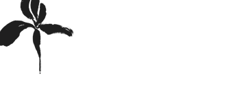 Black Iris Flowers
