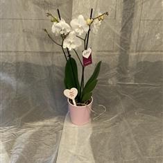 Mothers day serenity orchid 