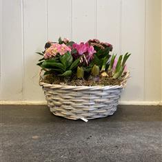 Luxury Mothers Day Planted Basket