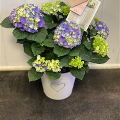 Flourishing hydrangea love