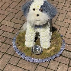 Shitzu Dog 