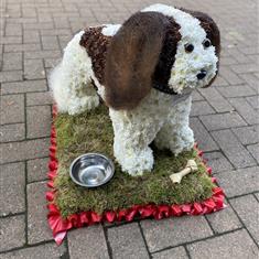 King charles cavalier Dog Red &amp; White 