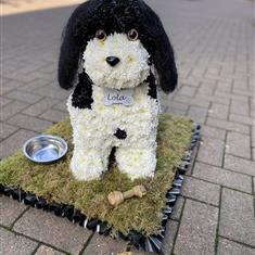 King charles Cavalier-Dog Black &amp; white 