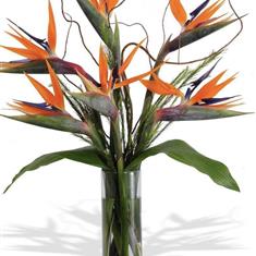 Birds of Paradise arrangement