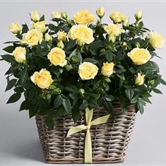 Rose basket
