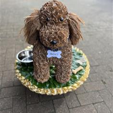 Spaniel Dog 