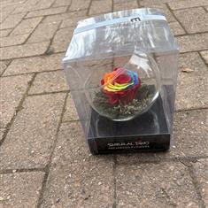 Preserved roses rainbow