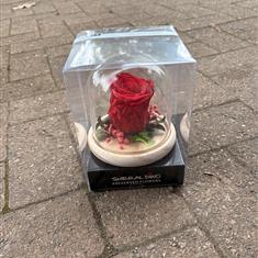 Preserved rose red