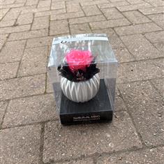 Preserved rose bright pink 
