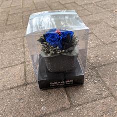 Preserved rose blue