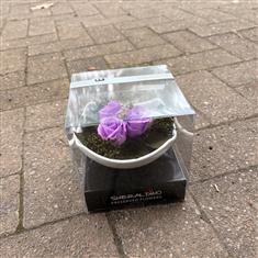 Preserved rose lilac
